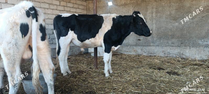 okuzler - Яшлык - img 10