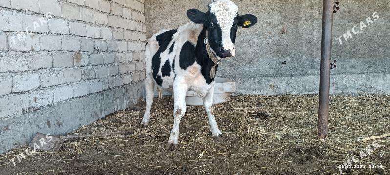 okuzler - Яшлык - img 6