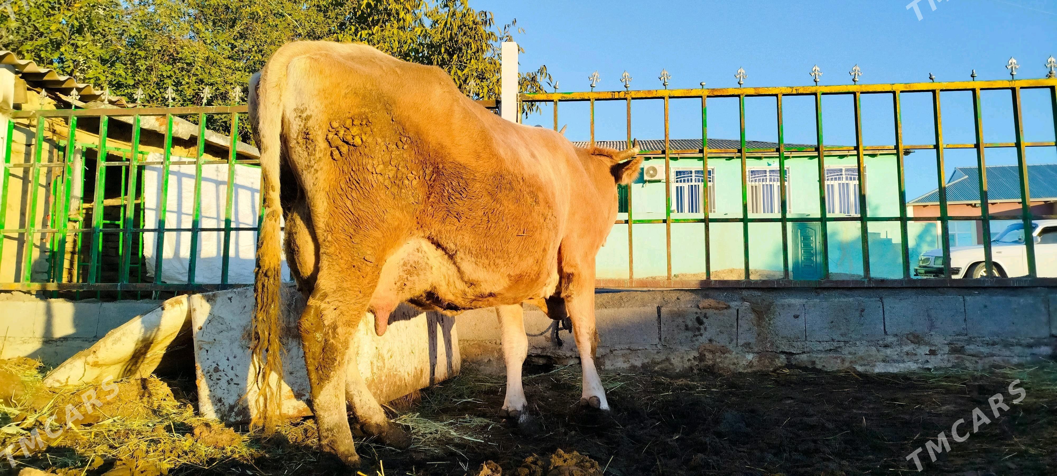 Arassa şiwit Gölely sygyr - Бахарден - img 3