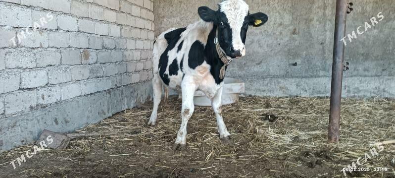 okuzler - Яшлык - img 7