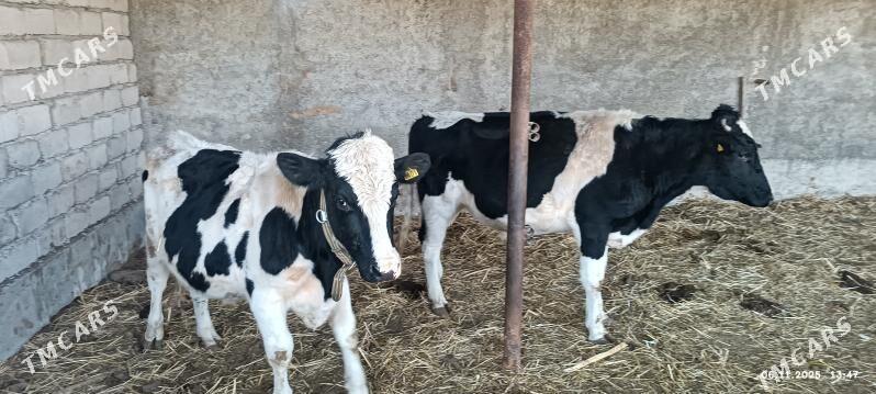 okuzler - Яшлык - img 1