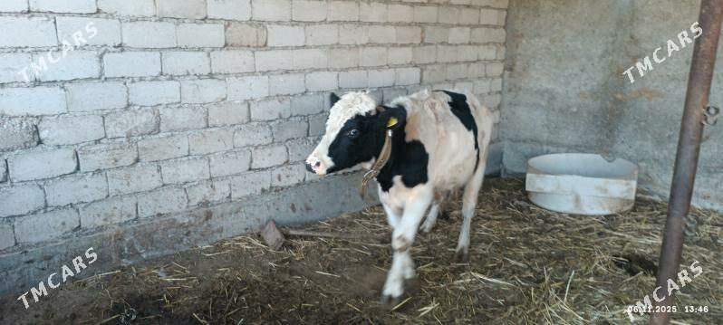 okuzler - Яшлык - img 8