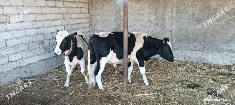 okuzler - Яшлык - img 4