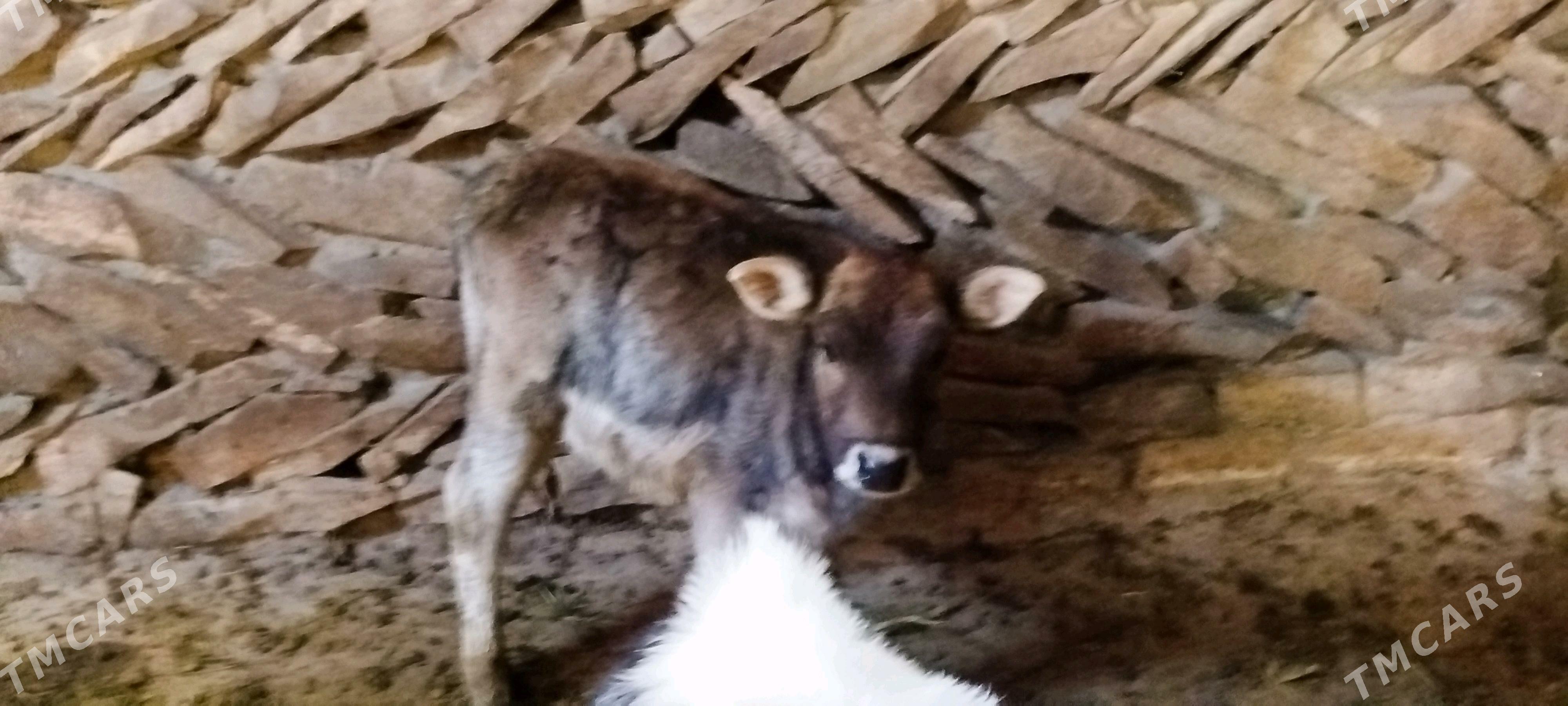 Arassa şiwit Gölely sygyr - Бахарден - img 4