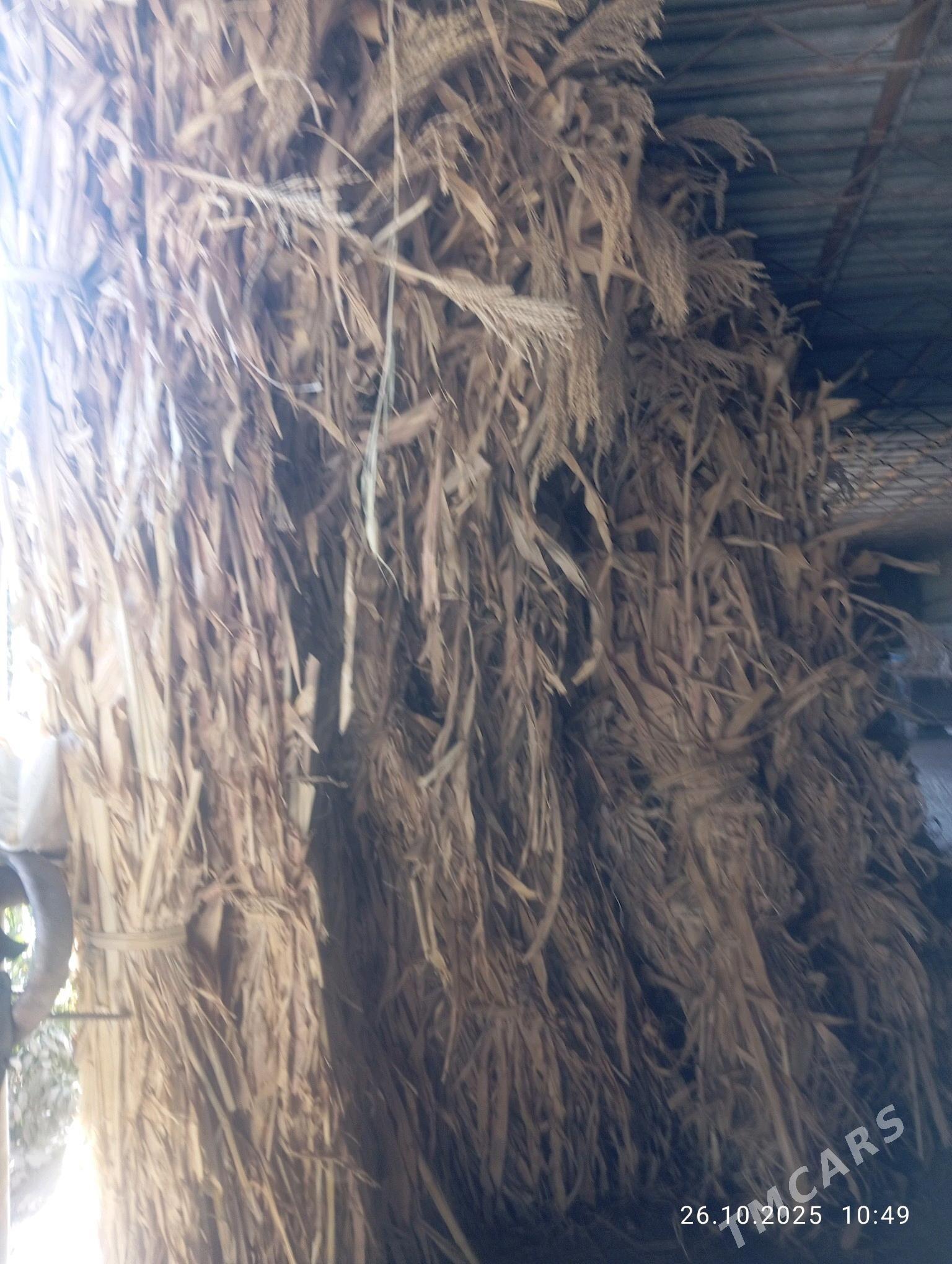 mal OTY - Halaç - img 9