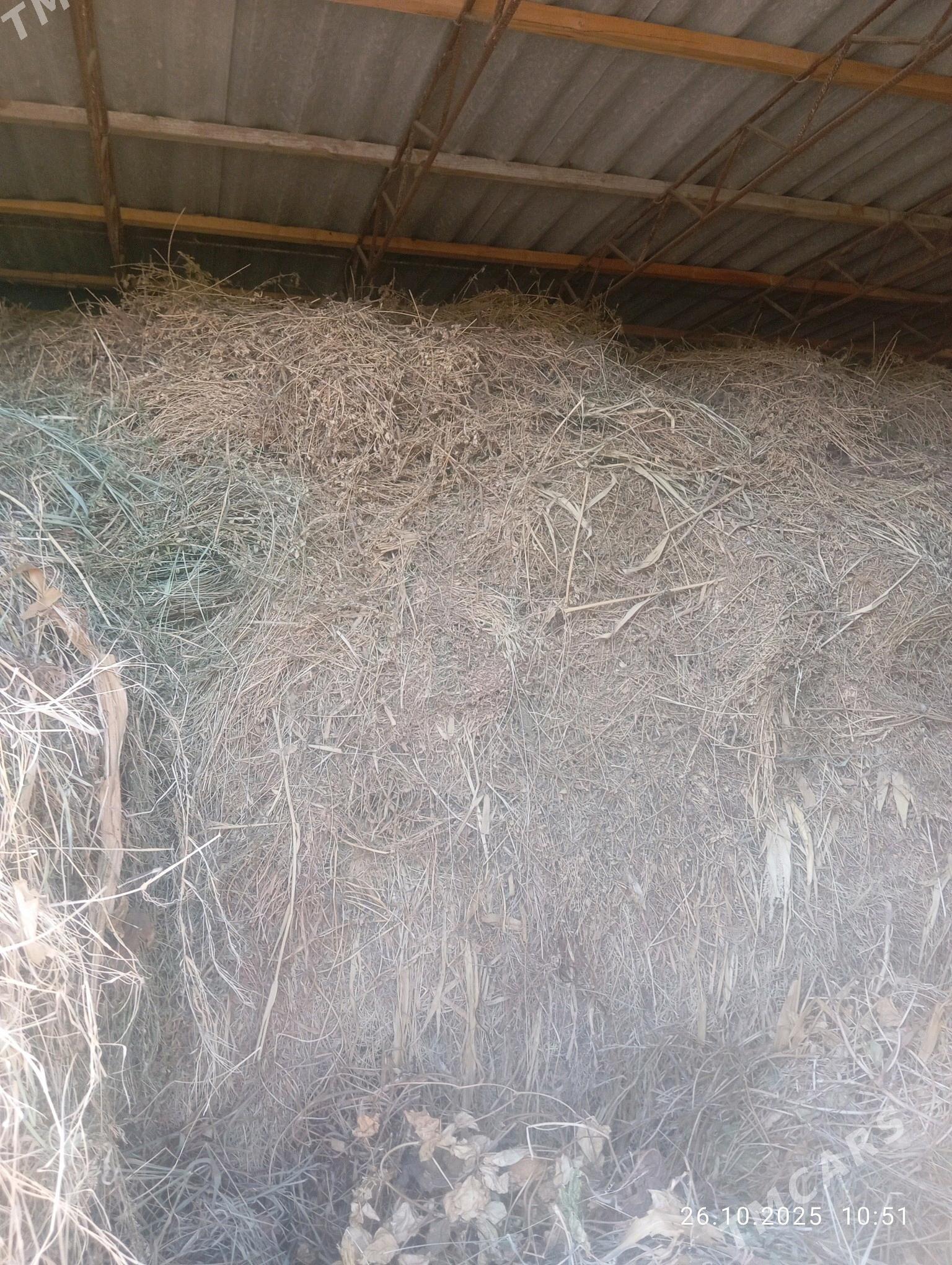 mal OTY - Halaç - img 3