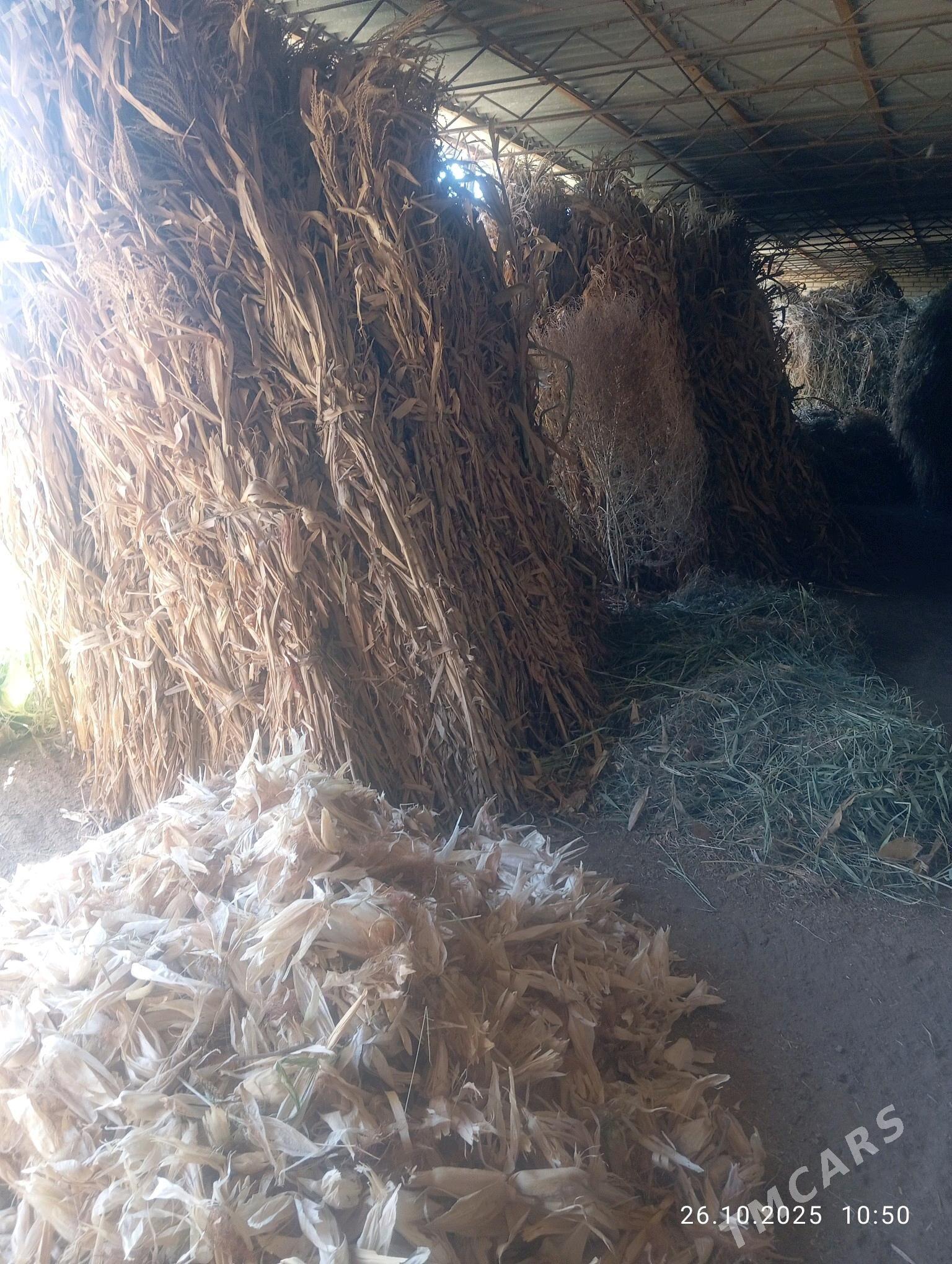 mal OTY - Halaç - img 7