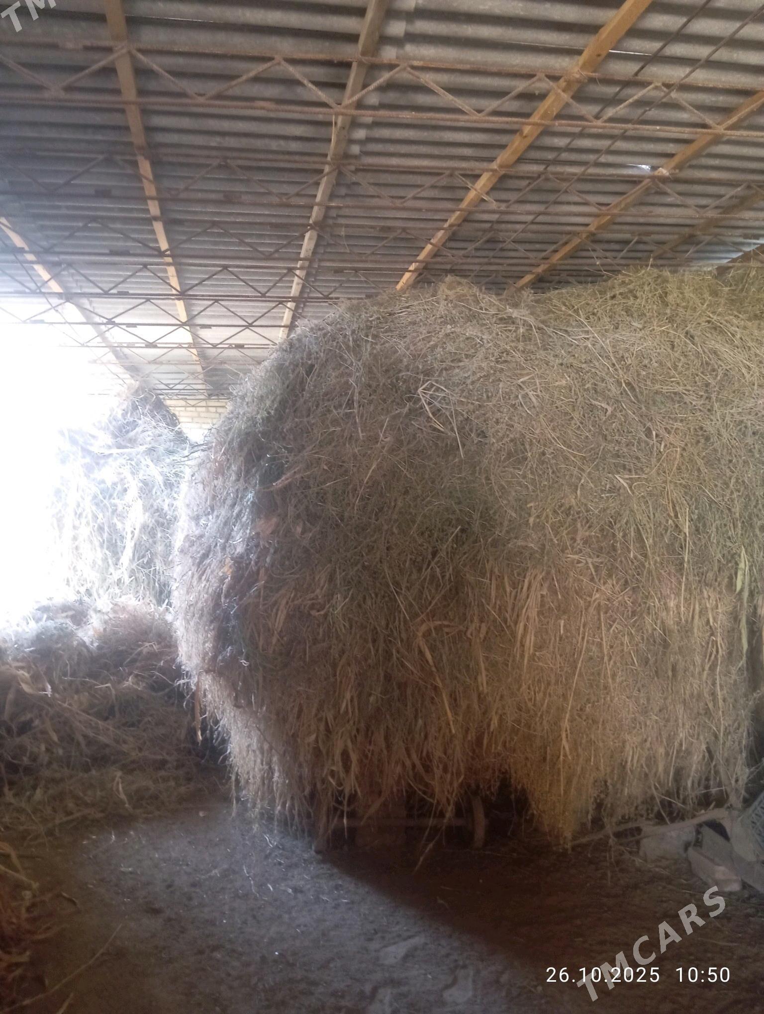 mal OTY - Halaç - img 6