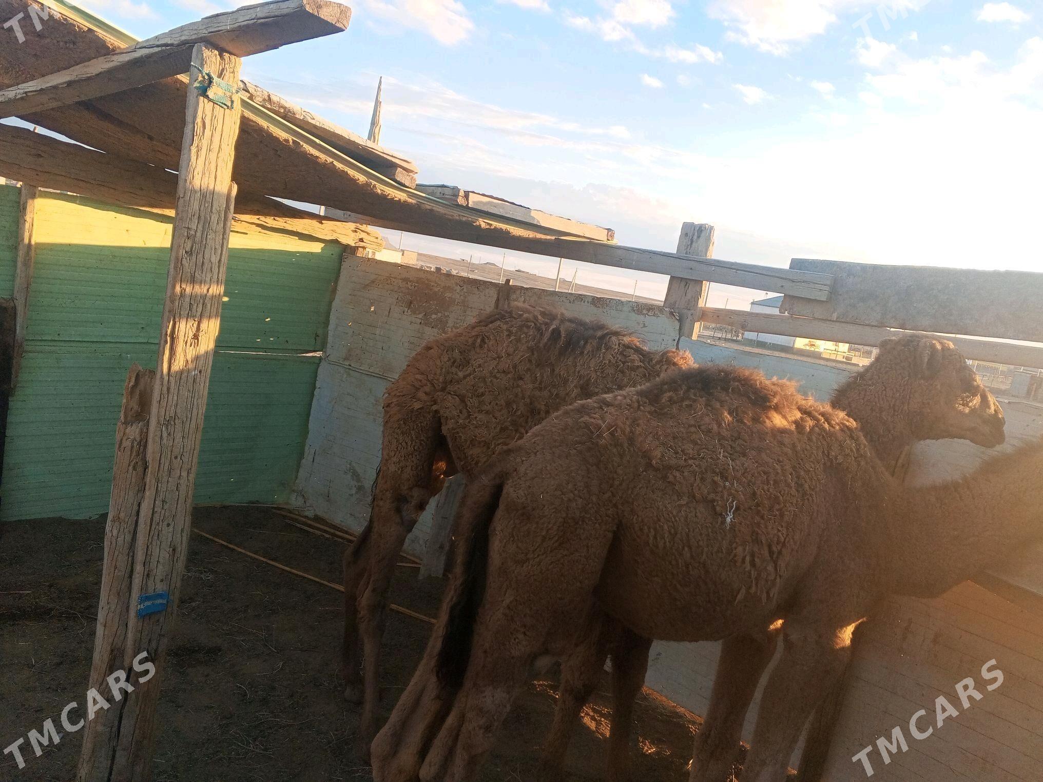 ogsyk - Etrek - img 2