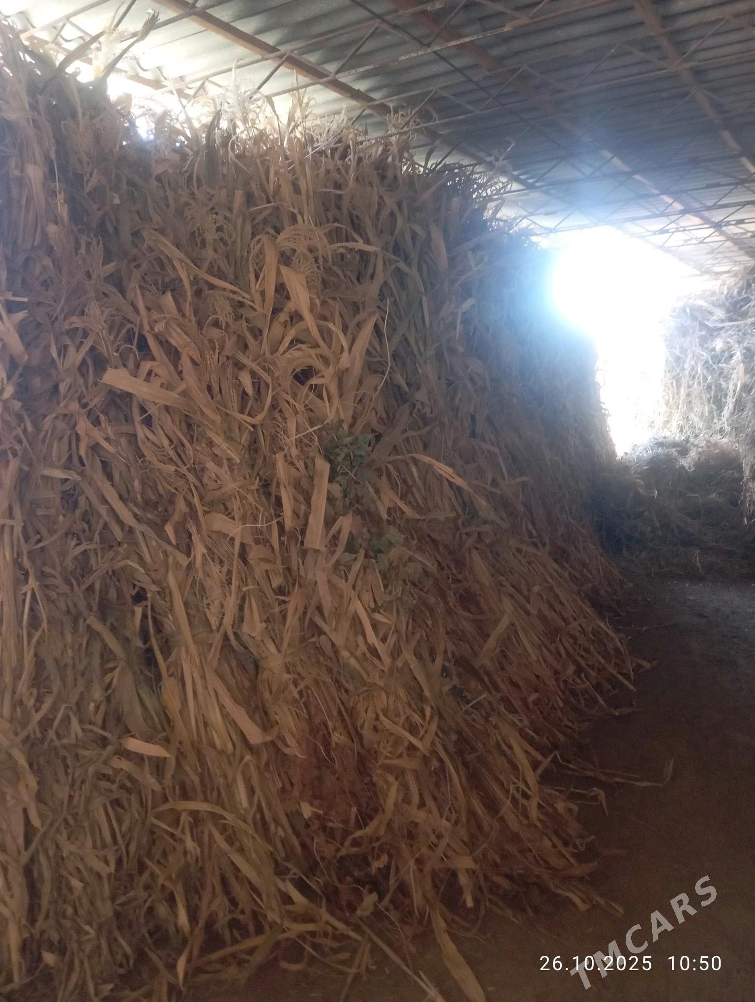 mal OTY - Halaç - img 8