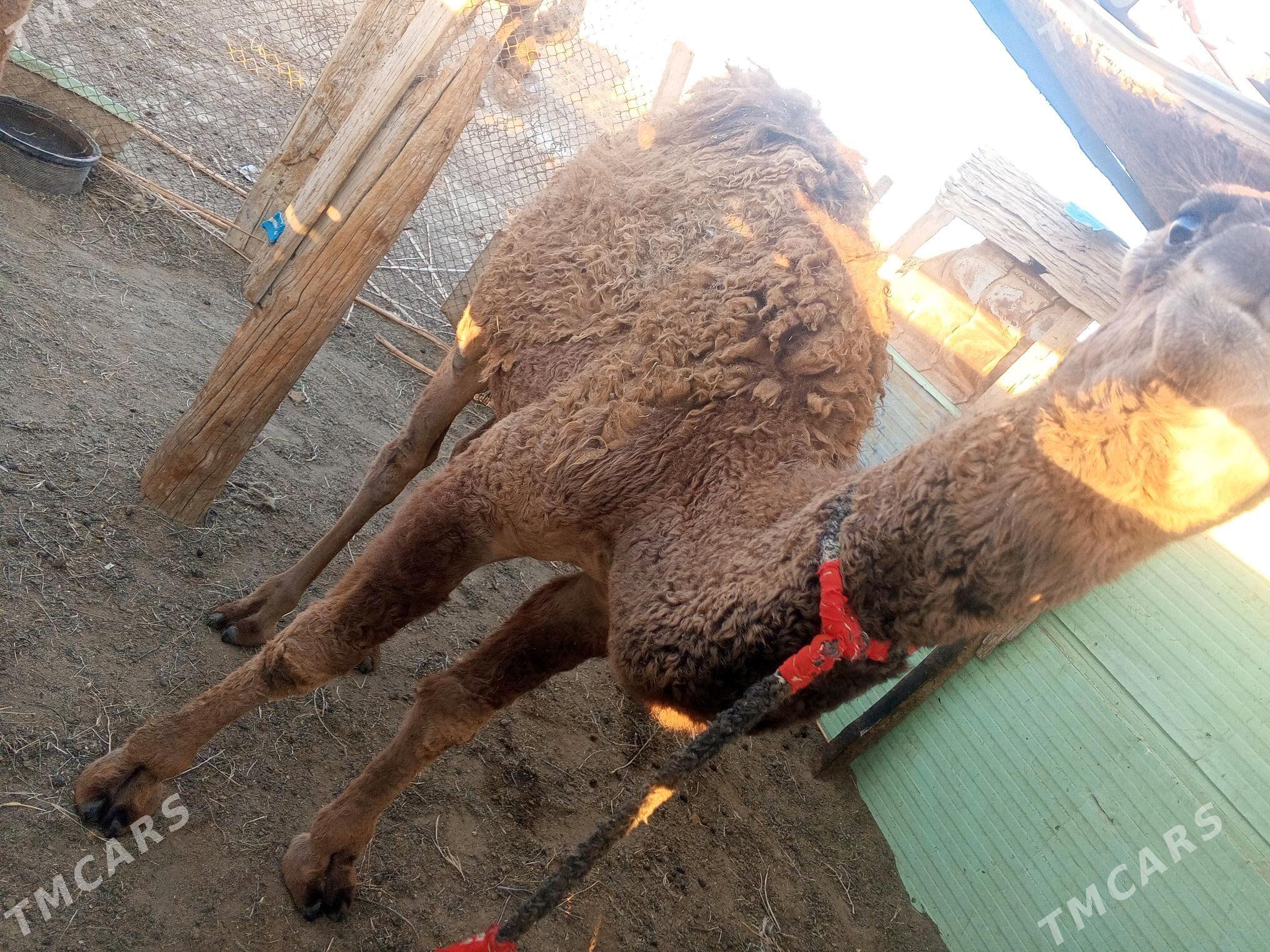 ogsyk - Etrek - img 3