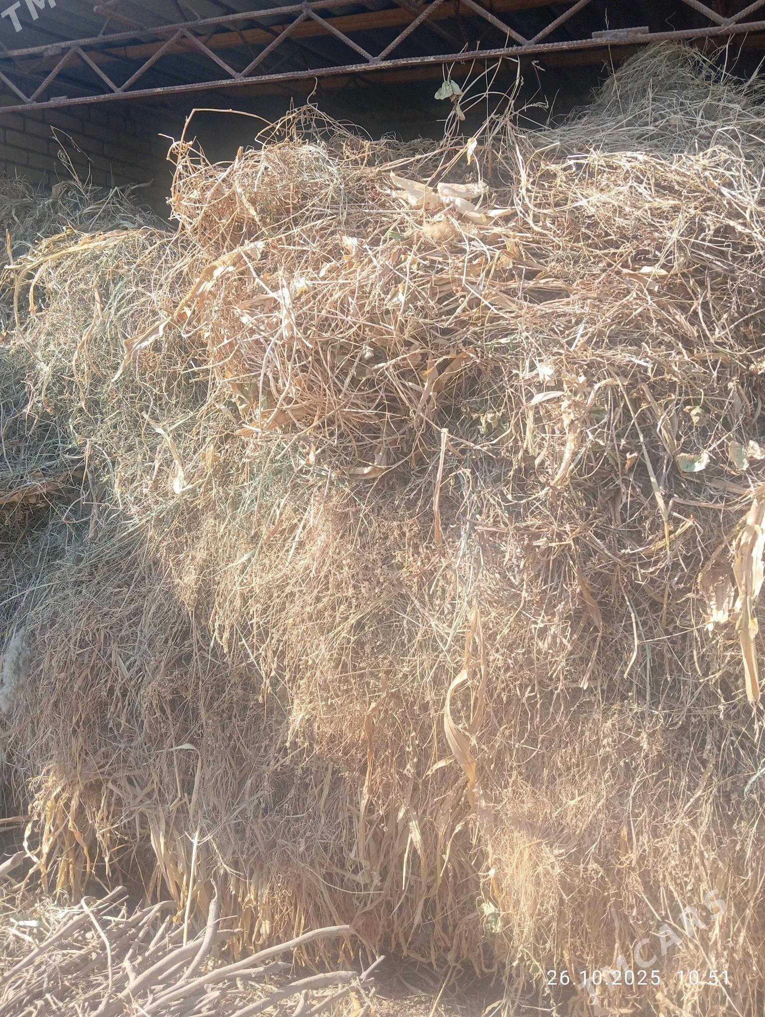 mal OTY - Halaç - img 1