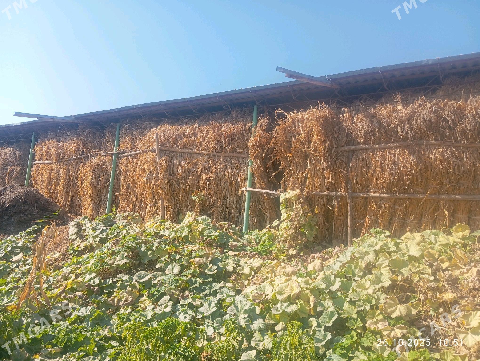 mal OTY - Halaç - img 4