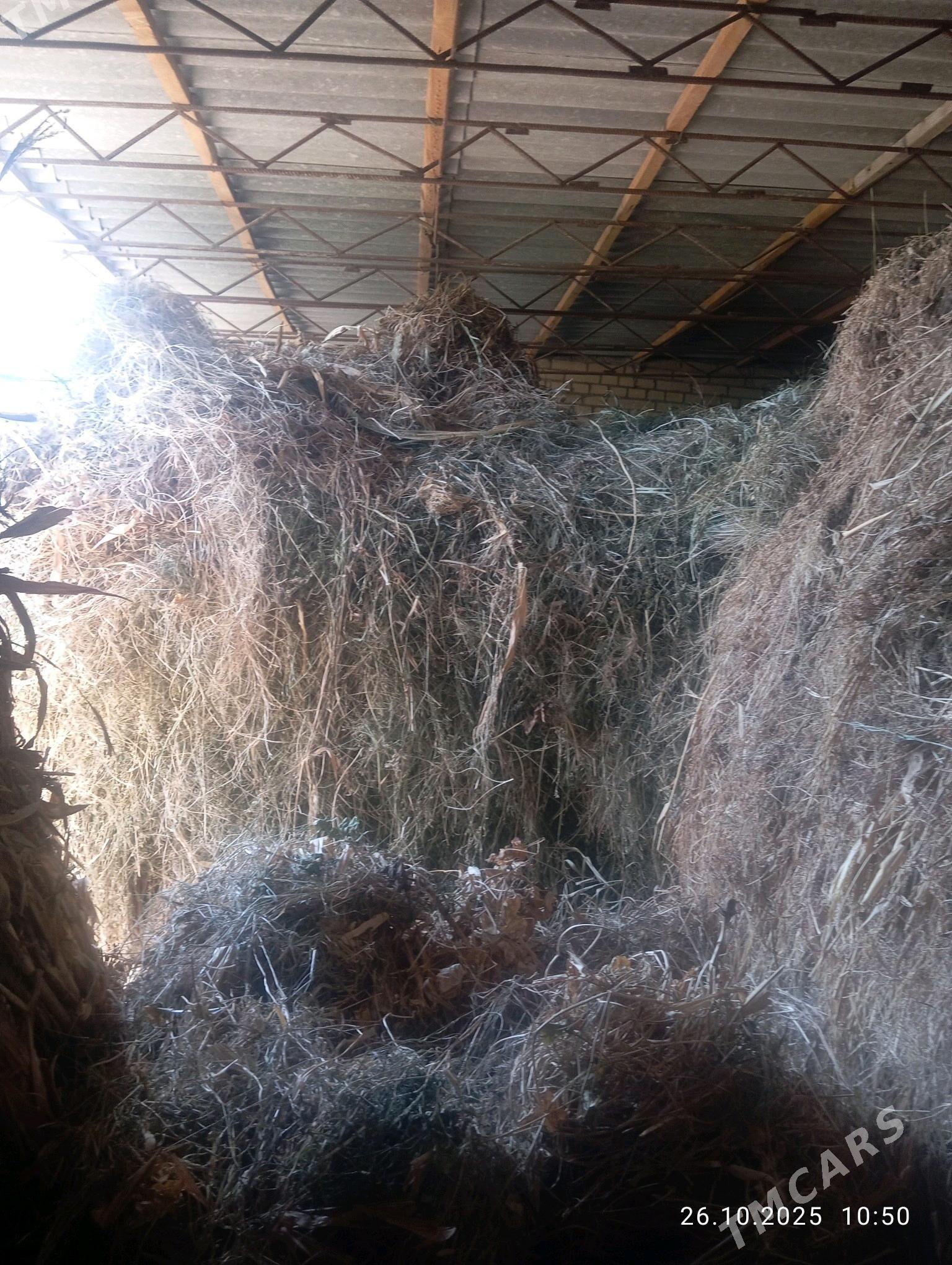 mal OTY - Halaç - img 5