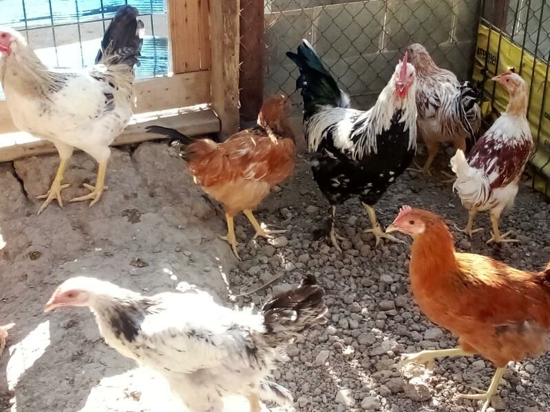 HORAZLAR.makiyan. towuk - Magtymguly - img 7