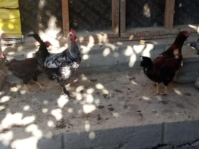 HORAZLAR.makiyan. towuk - Magtymguly - img 5