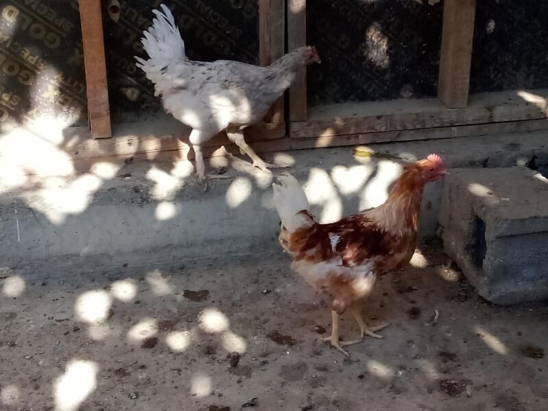 HORAZLAR.makiyan. towuk - Magtymguly - img 6