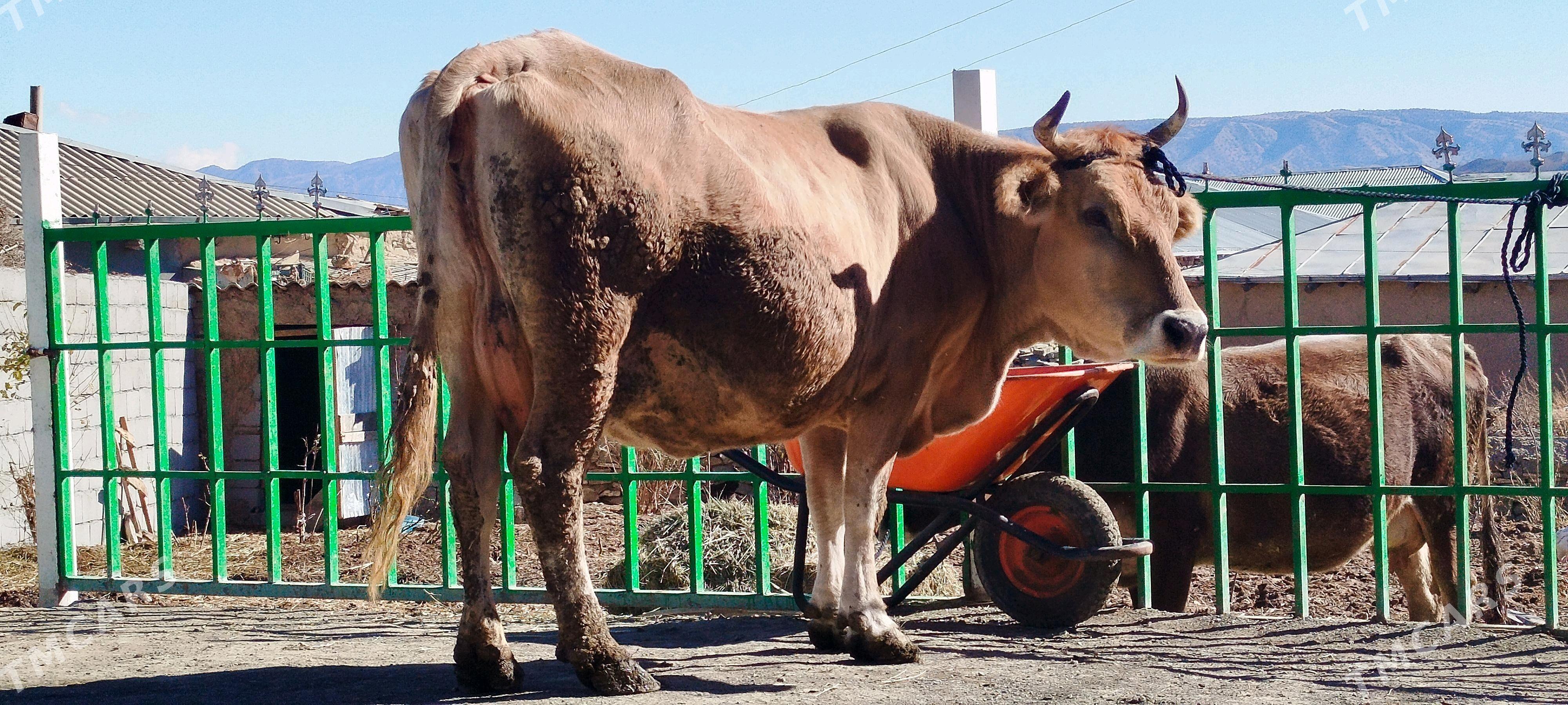 Arassa şiwit Gölely sygyr - Бахарден - img 8