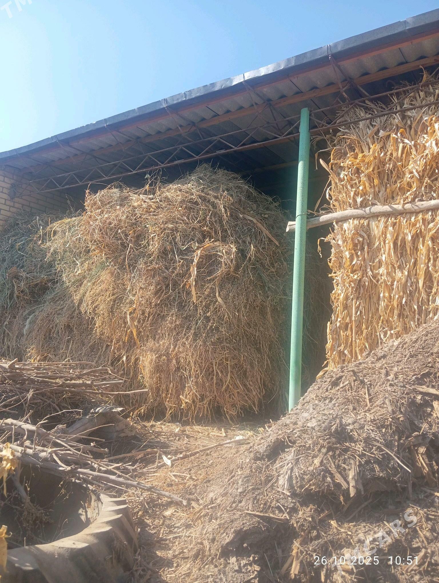 mal OTY - Halaç - img 2