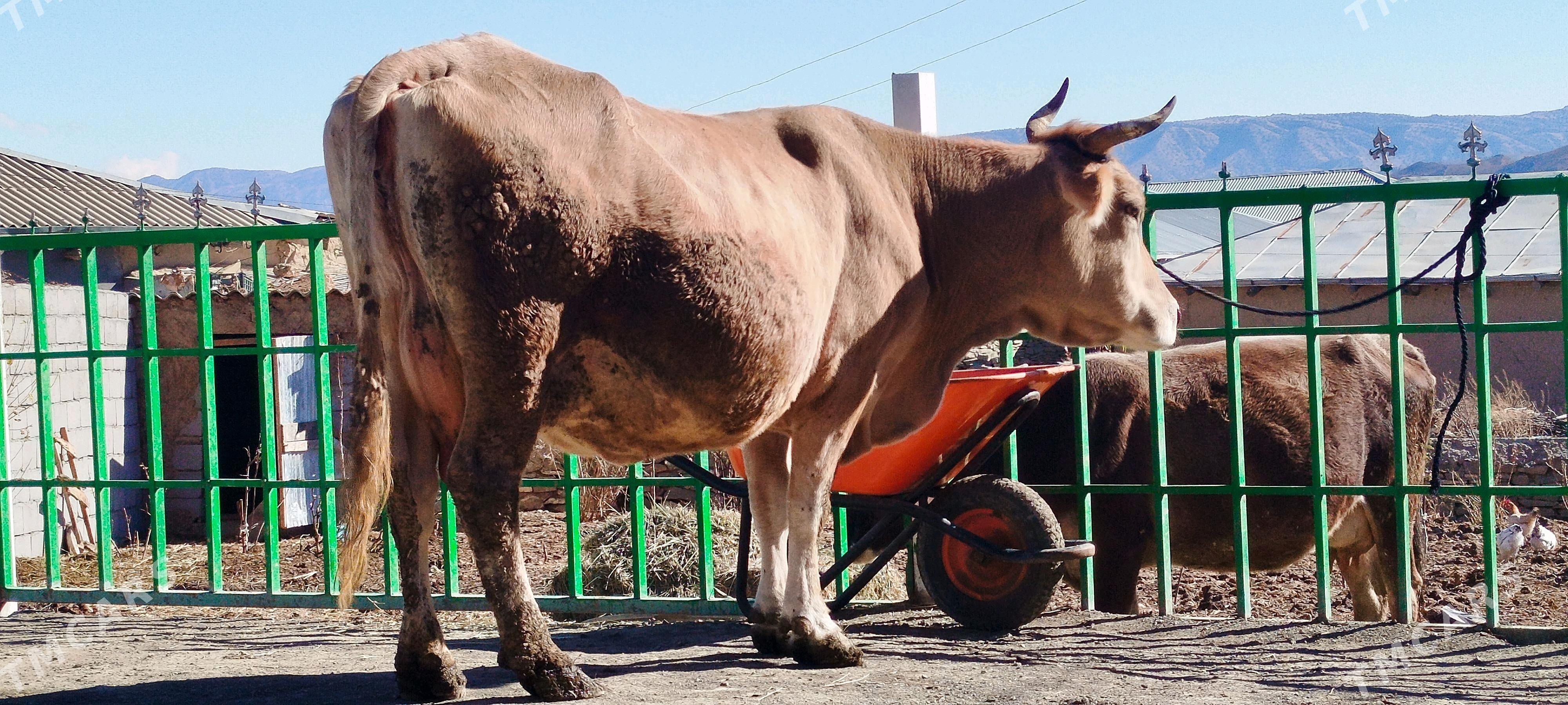 Arassa şiwit Gölely sygyr - Бахарден - img 9