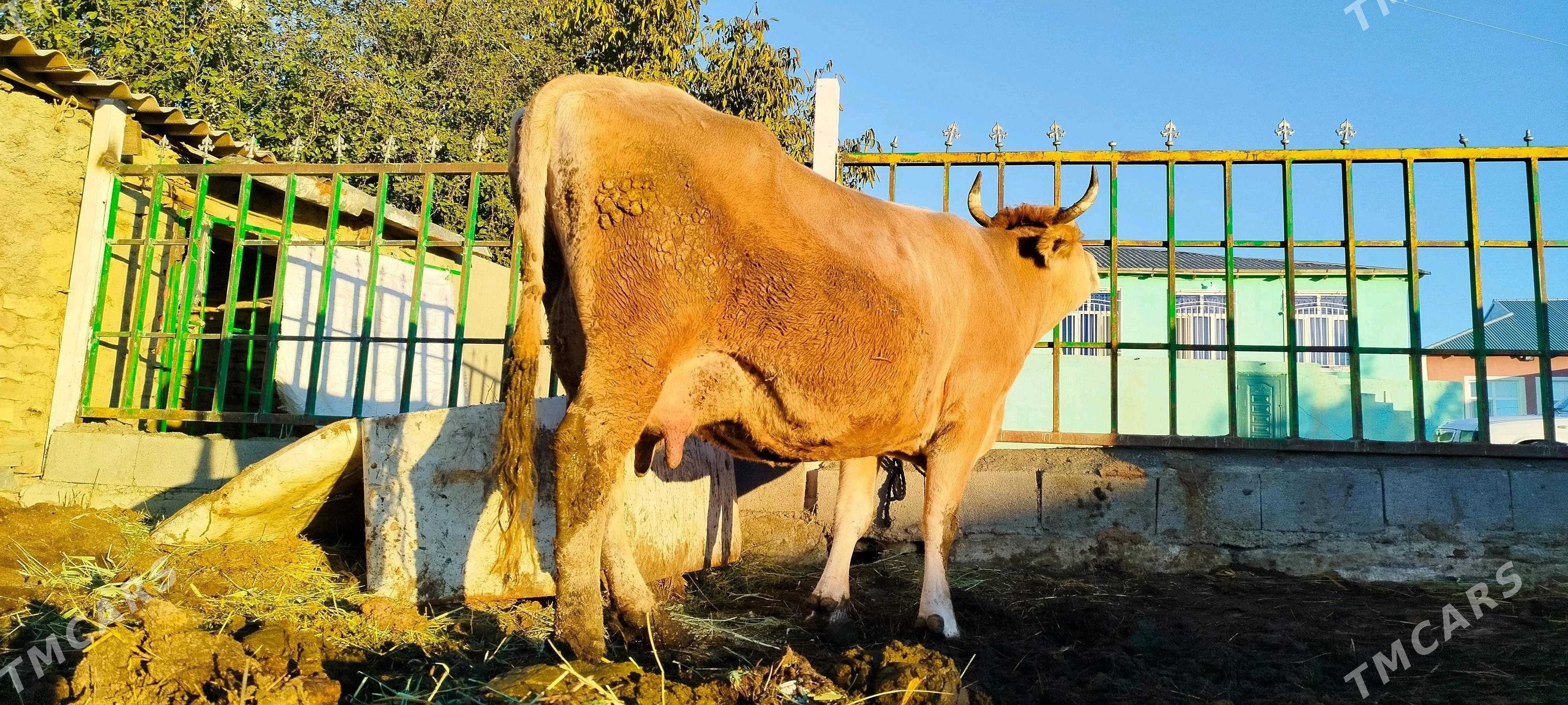 Arassa şiwit Gölely sygyr - Бахарден - img 10