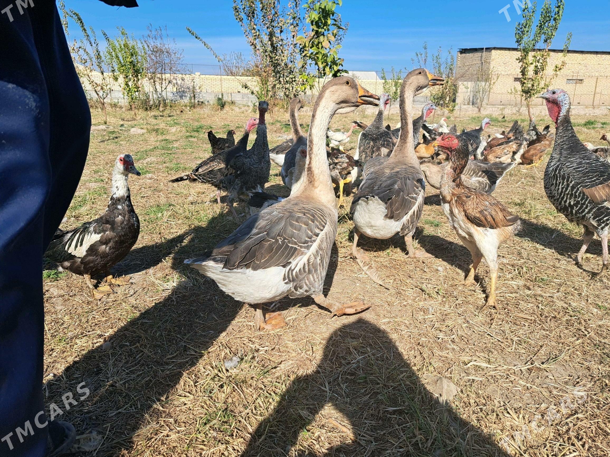 газ утка товук индук - Фарап - img 2