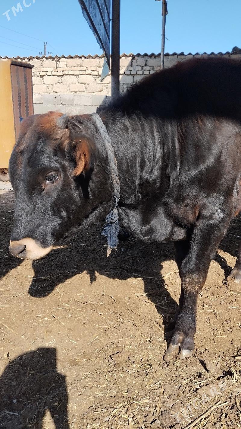 öküz - Ýalkym - img 2