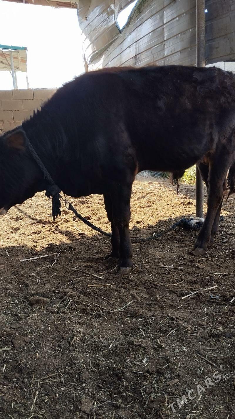 öküz - Ýalkym - img 5