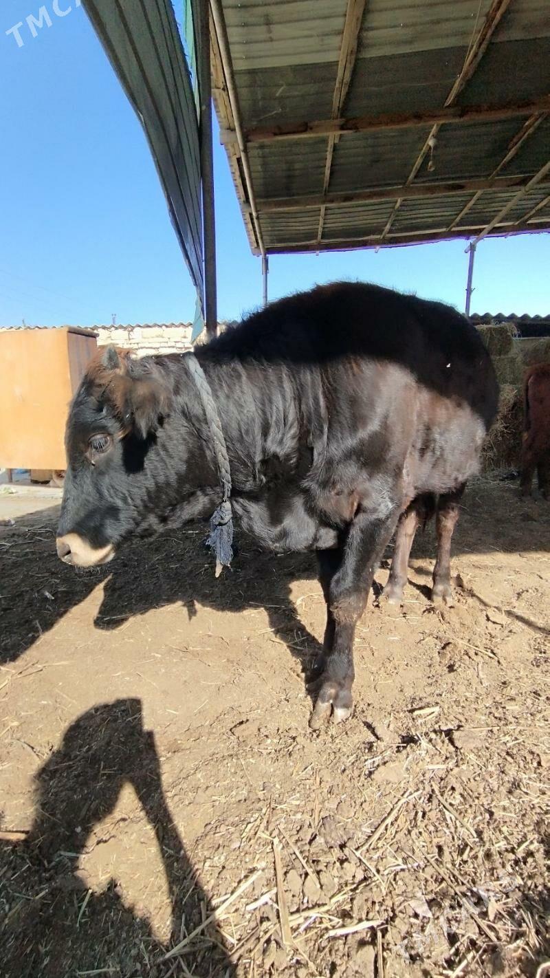 öküz - Ýalkym - img 3