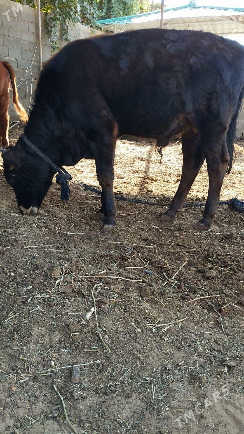 öküz - Ýalkym - img 4