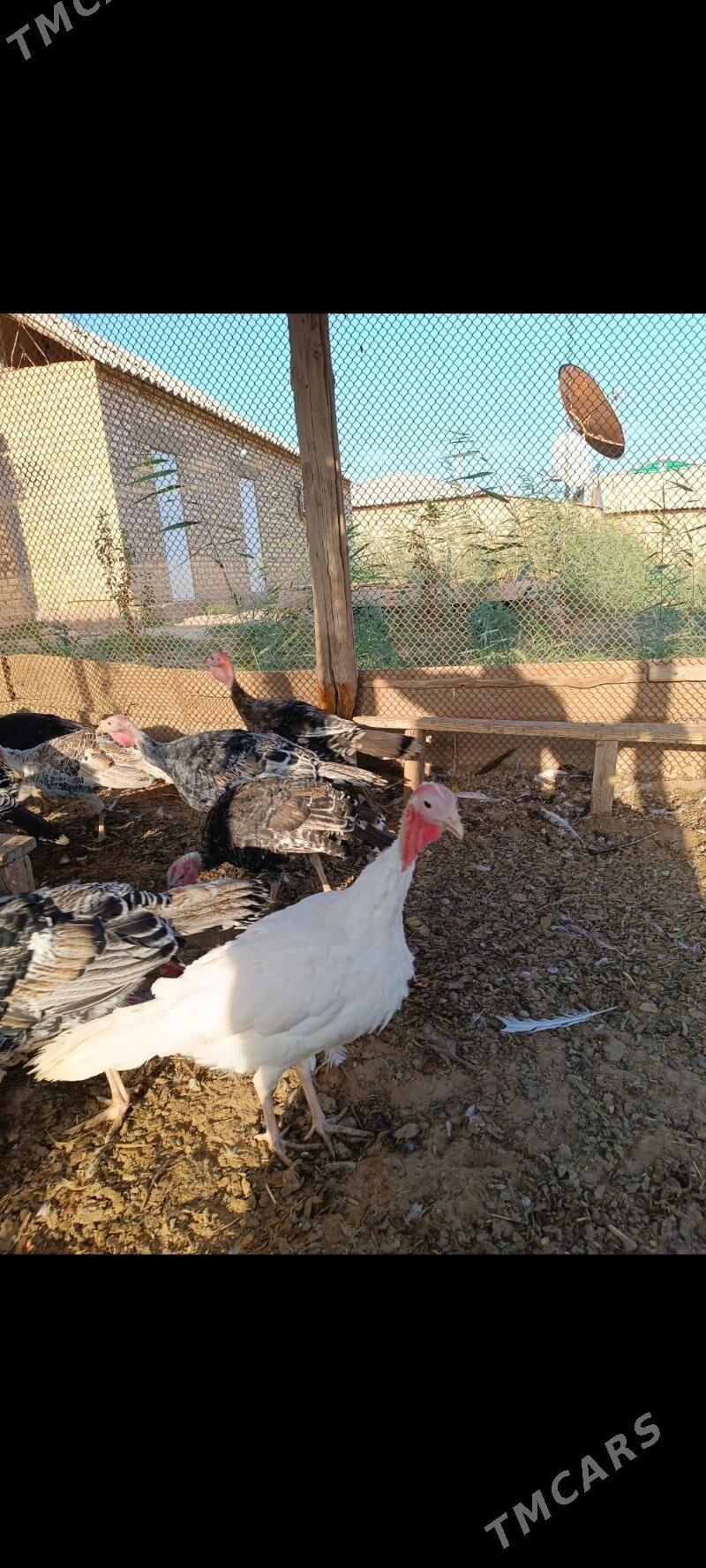 Induk - Babadaýhan - img 2