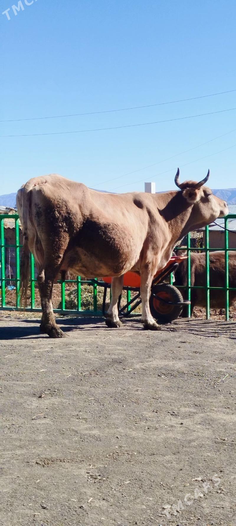 Tohum Gölely sygyr - Бахарден - img 2