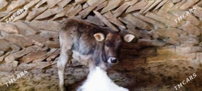 Tohum Gölely sygyr - Бахарден - img 5