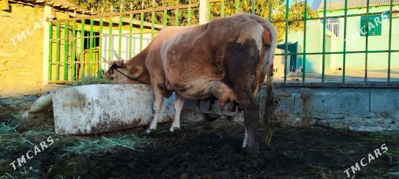 Tohum Gölely sygyr - Бахарден - img 6