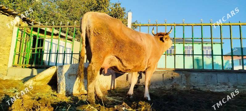 Tohum Gölely sygyr - Бахарден - img 9