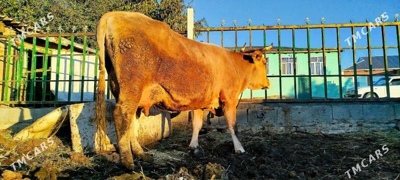 Tohum Gölely sygyr - Бахарден - img 10