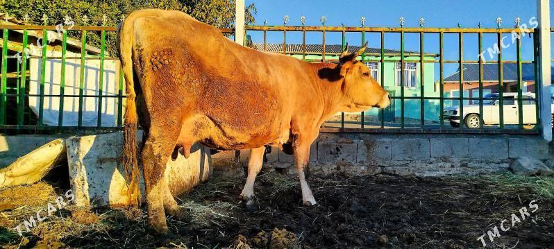 Tohum Gölely sygyr - Бахарден - img 7