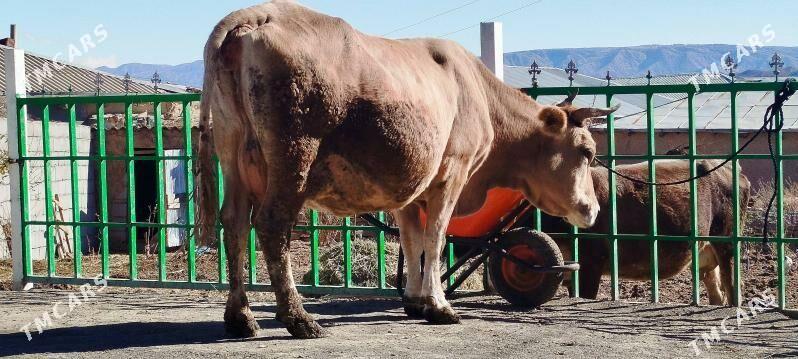 Tohum Gölely sygyr - Бахарден - img 1