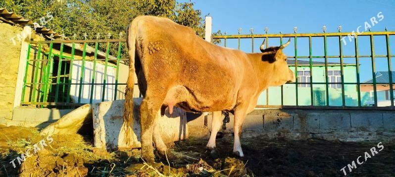 Tohum Gölely sygyr - Бахарден - img 8