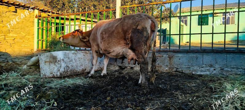 Tohum Gölely sygyr - Бахарден - img 4