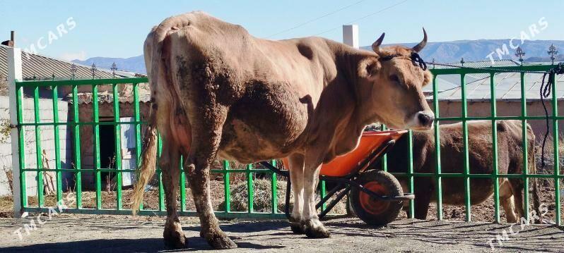 Tohum Gölely sygyr - Бахарден - img 3