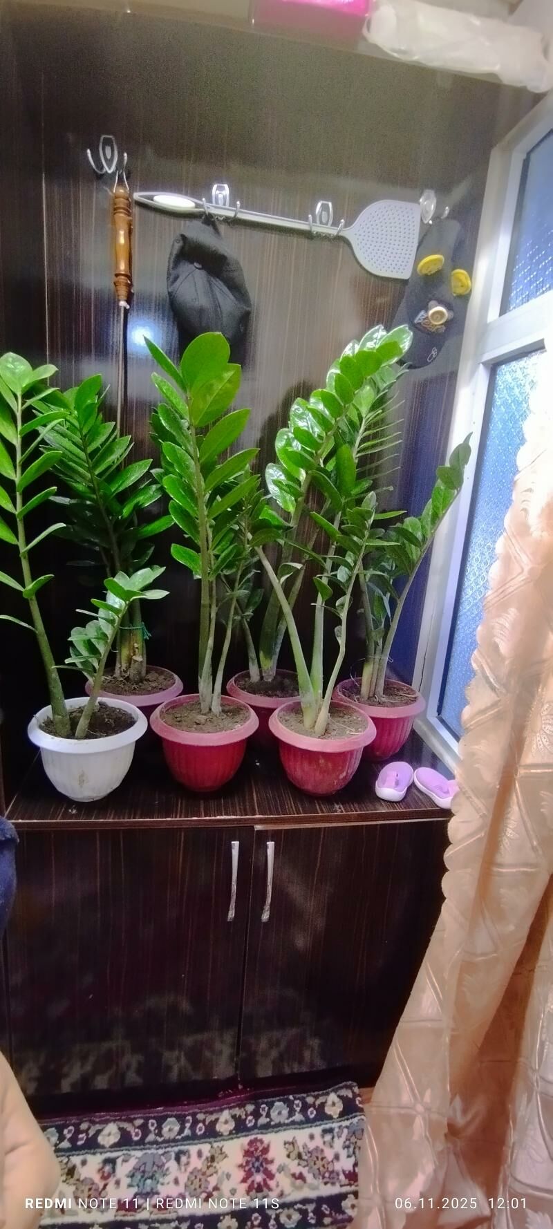 zamyakukos( deneznye derewo) - Çärjew - img 4