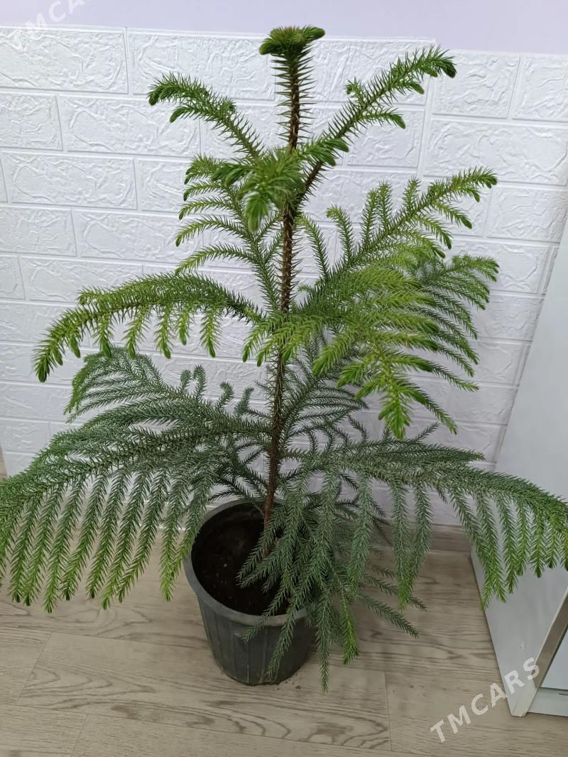 АРАУКАРИЯ - Aşgabat - img 3