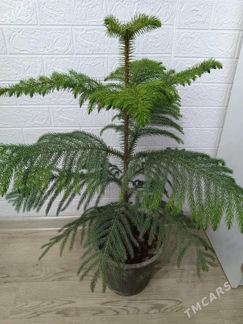 АРАУКАРИЯ - Aşgabat - img 1