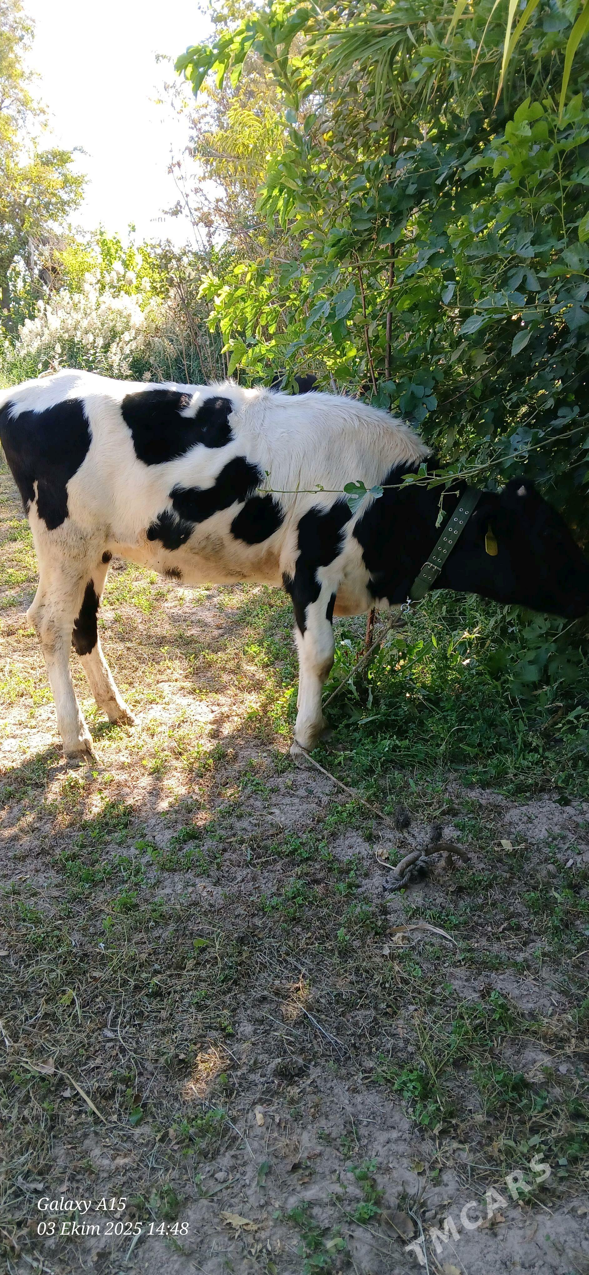 unajyn - Дянев - img 1