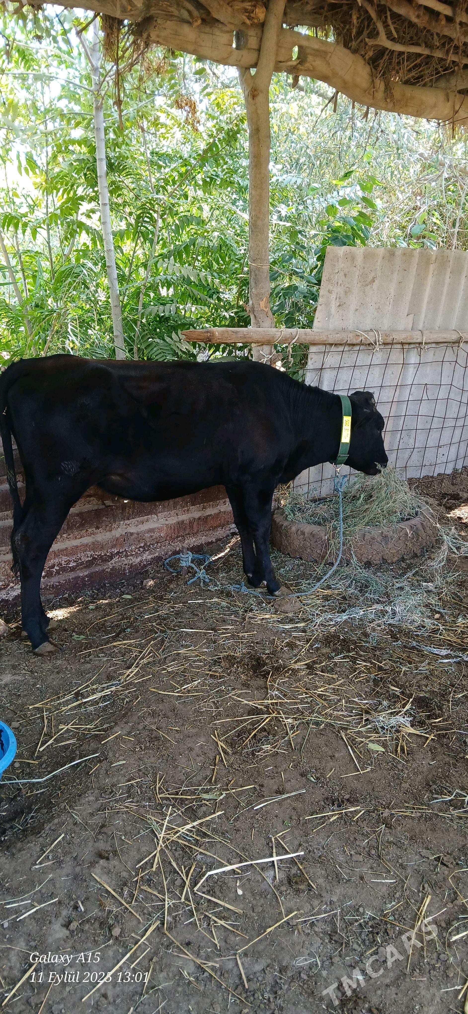 unajyn - Дянев - img 2