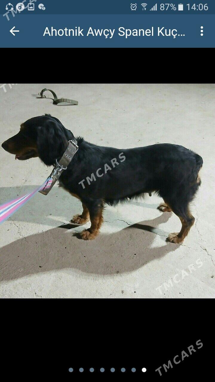 Ahotnik Awycy Spanel Kuckar it - Ашхабад - img 2