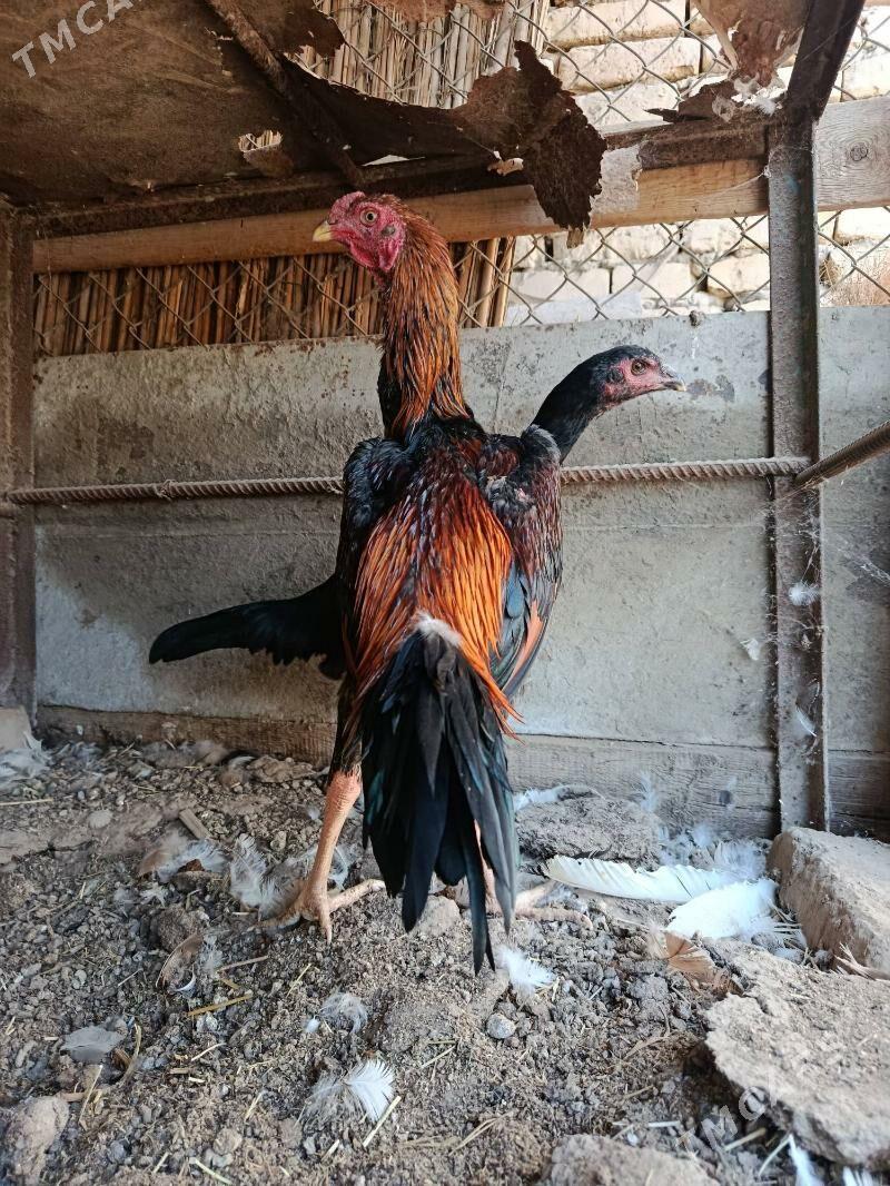 Bayes horaz ve touk. - Türkmenabat - img 3