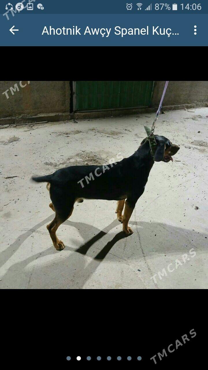 Ahotnik Awycy Spanel Kuckar it - Ашхабад - img 4