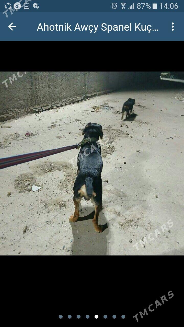 Ahotnik Awycy Spanel Kuckar it - Ашхабад - img 6